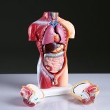 Анатомический макет "Торс человека" 42 см